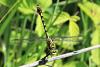 Onychogomphus forcipatus forcipatus
